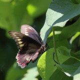 Polydamas Swallowtail