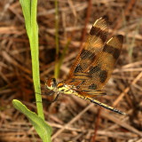 Halloween Pennant