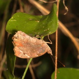 Florida Purplewing