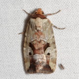 Hodges#9681.1 * Pale-winged Midget * Elaphria alapallida