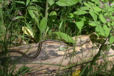 Eastern Garter Snake