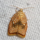 Tortricidea Moths : 2701 - 3863