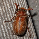 Variegated June Beetle