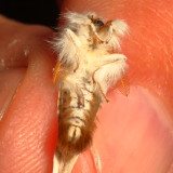 Hodges#8320 * Browntail Moth * Euproctis chrysorrhoea