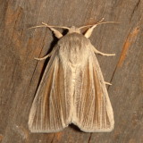Hodges#9280 * Cattail Caterpillar Moth * Acronicta insularis