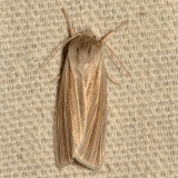 Hodges#9280 * Cattail Caterpillar Moth * Acronicta insularis