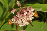 Mulberry Wings & Dun Skippers