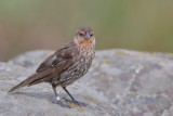 Red-winged Blackbird  ♀