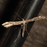 Hodges#6186 *Black-marked Plume Moth * Hellinsia inquinatus