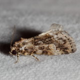 Hodges#9051 * Small Mossy Lithacodia * Lithacodia musta