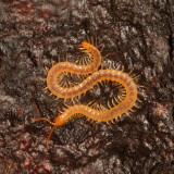 Centipedes : Chilopoda