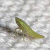 Draeculacephala nymph