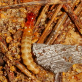 Rove Beetle larva, probably Creophilus maxillosus