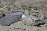 juv Least Tern