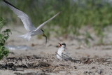 Least Tern feeding juvenile