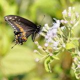 Black Swallowtail