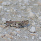 Chortophaga viridifasciata australior * Southern Green-striped Grasshopper ♀