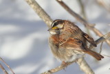 White-throated Sparrow