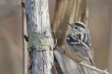 Black-and-white Warbler ♀