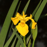 Yellow Flag * Iris pseudacorus