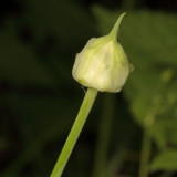 Meadow Garlic * Allium canadense