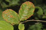 Eriophyes laevis * Alder Leaf Gall Mite