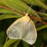 Hodges#8230 * Delicate Cycnia * Cycnia tenera