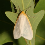 Hodges#8230 * Delicate Cycnia * Cycnia tenera