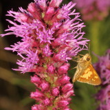 Pecks Skipper