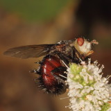 Juriniopsis adusta