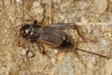 Fall Field Cricket * Gryllus pennsylvanicus