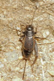 Fall Field Cricket * Gryllus pennsylvanicus