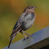 Brown-headed Cowbird ♂