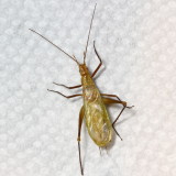 Genus Oecanthus