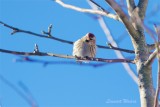Gråsiska / Common Redpoll