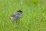 Svarthtta / Blackcap / Male