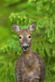 DÄGGDJUR / ANIMALS