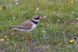 Större strandpipare / Common Ringed Plover