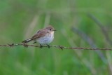 Mindre flugsnappare / Red-breasted Flycatcher