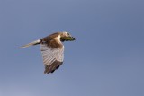 Brun kärrhök / Western Marsh Harrier