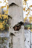 Bjrkstam / Birch