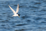 Smtrna / Little Tern