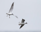 Skrattmås / Black-headed Gull