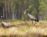 Trana / Common Crane