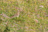 Tjockfot / Stone curlew