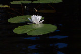 Vit nckros / White Water-lily