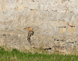 Hrfgel / Eurasian Hoopoe