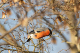 Domherre hane / Eurasian Bullfinch male