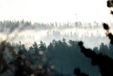 Morgondis / Morning haze