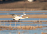 Sngsvan / Whooper Swan